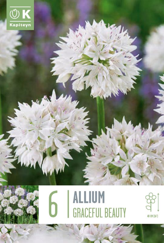 Prydløk 'Graceful Beauty' - Allium amplectens - 6 stk