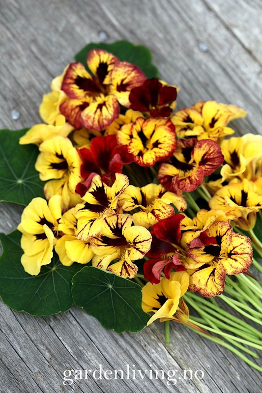 Blomkarse 'Bloody Mary' - Tropaeolum majus