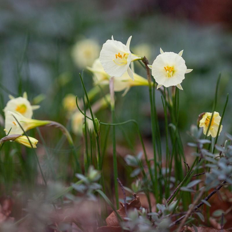 Dvergnarsiss 'Arctic Bells' - Narcissus bulbocodium 5 stk