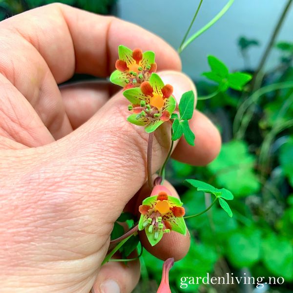 Hovedbilde Tropaeolum pentaphyllum - 1 stk