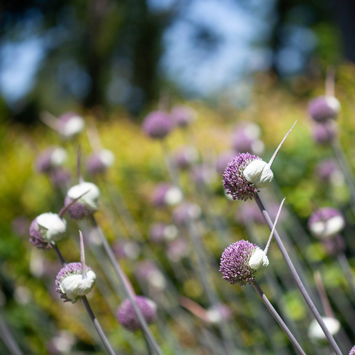 Prydløk 'Summer Drummer' - Allium - 3 stk