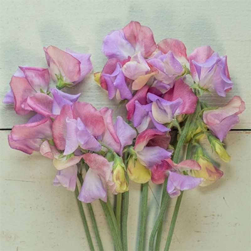 Blomsterert 'Enchante' - Lathyrus odoratus 