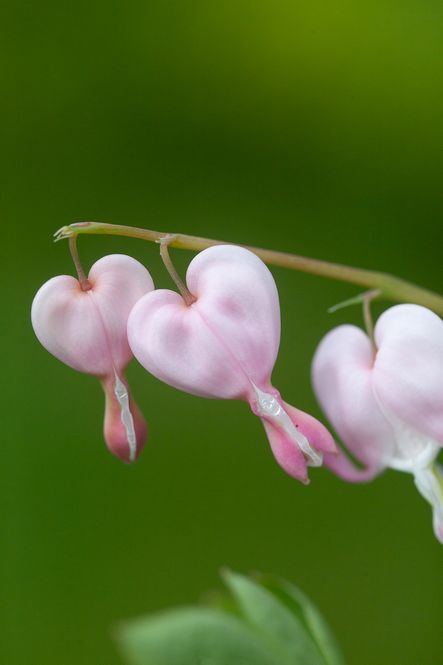 Hovedbilde Løytnantshjerte 'Cupid' ® - Lamprocapnos spectabilis 