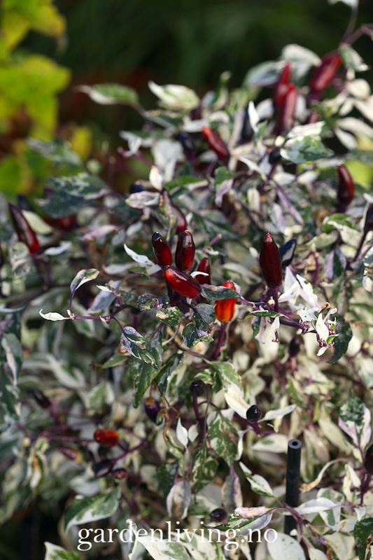 Chilipepper 'Calico' - Capsicum annuum