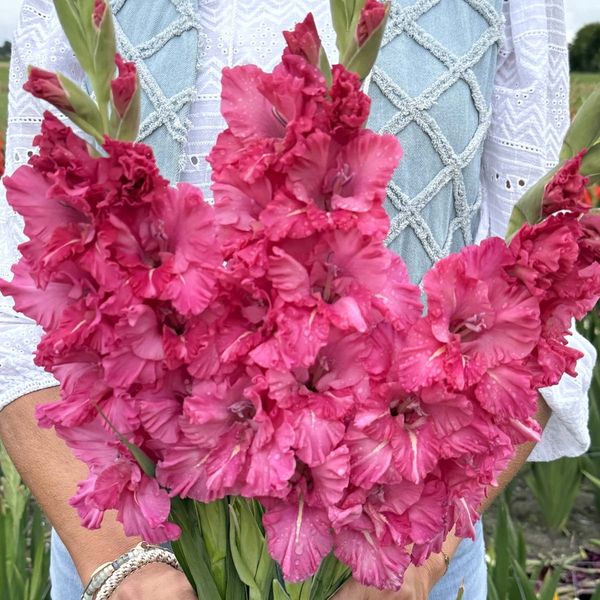 Hovedbilde Gladiol 'Sweet Love' - Gladiolus, 10 stk.