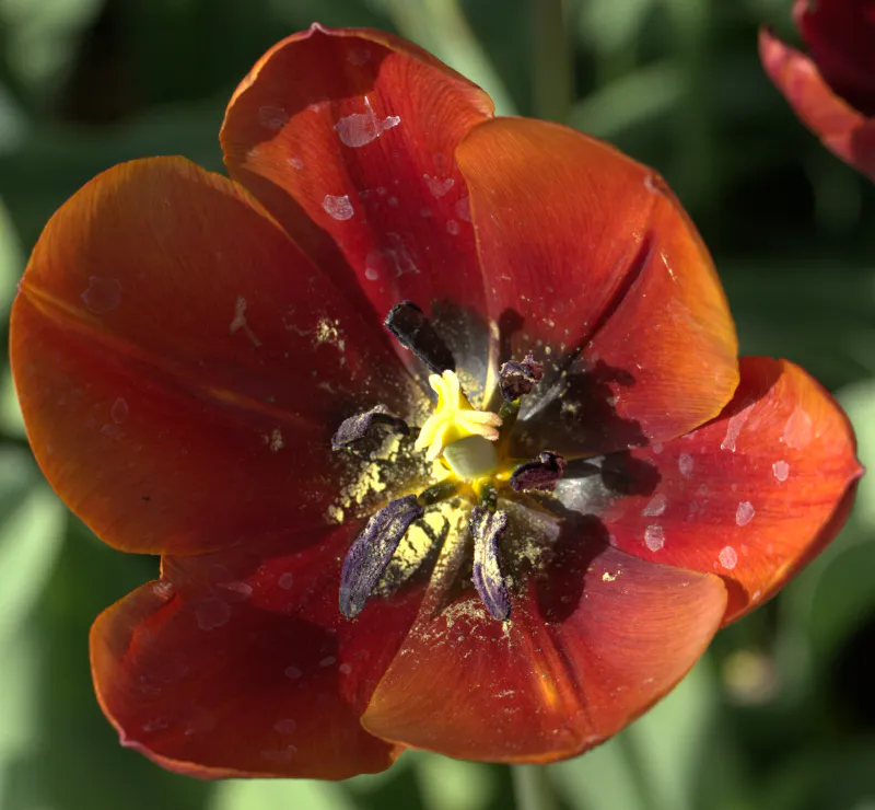 Historisk Tulipan 'Prince of Wales - Tulipa - 1 stk