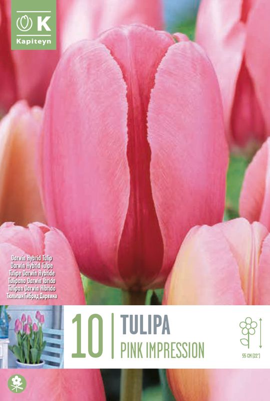 Tulipan 'Pink Impression', darwinhybrid - 10 stk