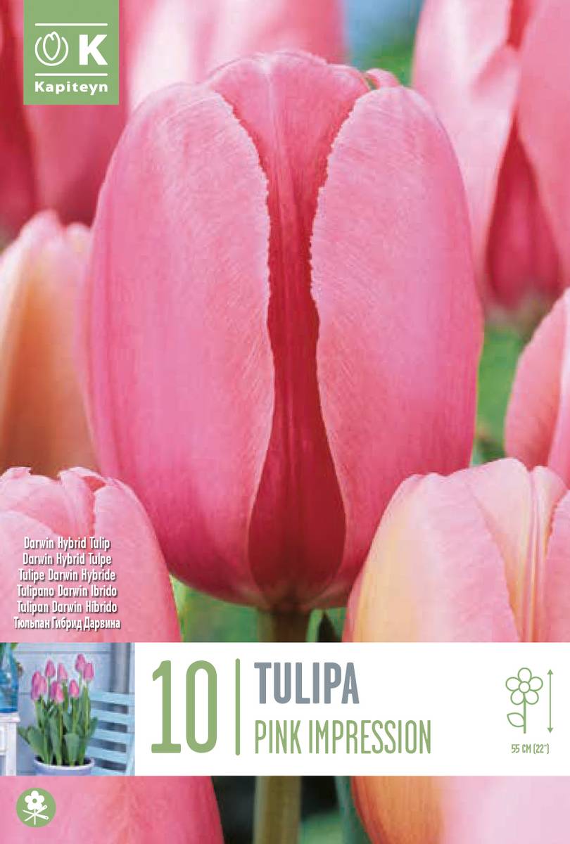 Tulipan 'Pink Impression', darwinhybrid - 10 stk