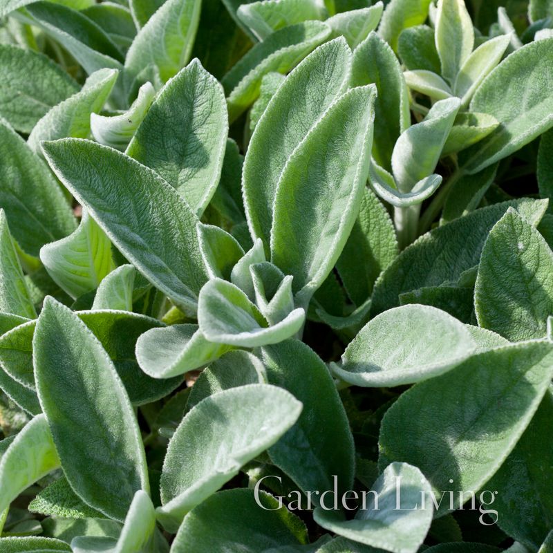 Lammeøre 'Big Ears' - Stachys byzantina