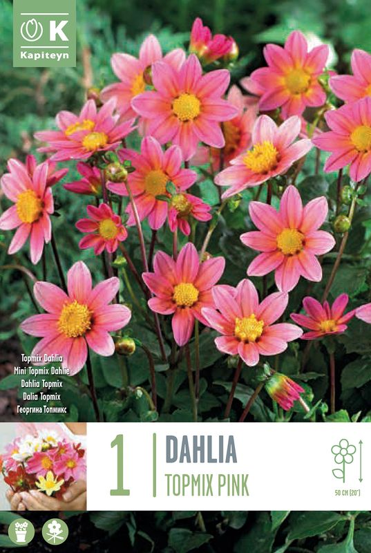 Georgine 'Topmix Pink', lav - Dahlia x cultorum, 1 stk.