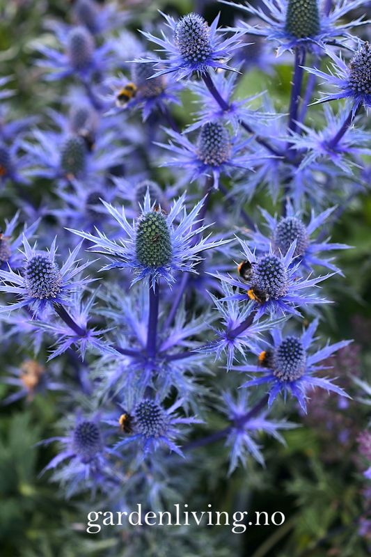 Stikle Eryngium × zabelii 'Big Blue' - 17 cm potte