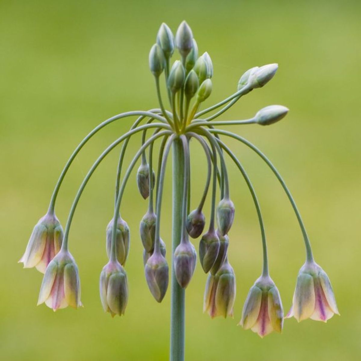 Honningløk - Allium siculum subsp. dioscoridis - 10 stk