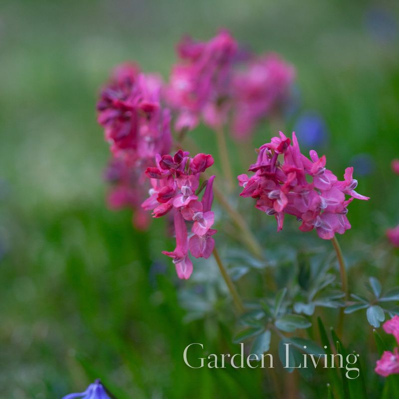 Hagelerkespore 'Beth Evans' - Corydalis solida - 7 stk