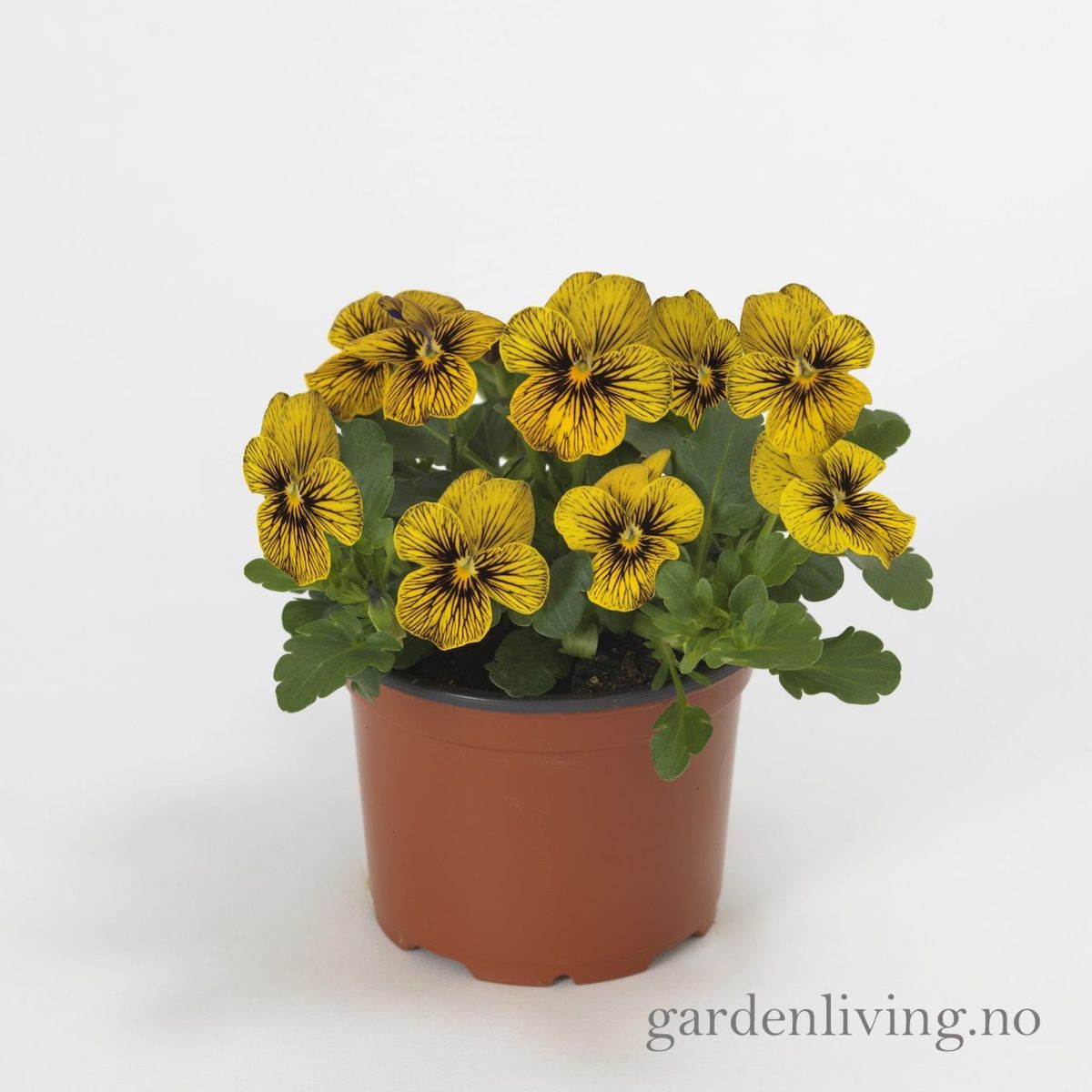 Stemorsblomst 'Sorbet Tiger Eye', småbl.  - Viola x williamsii