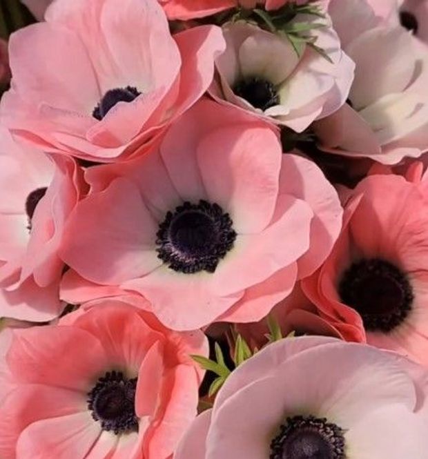 Hovedbilde Kronsymre 'Mistral® Rosa Chiaro' - Anemone coronaria, 7 stk