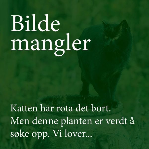 Hovedbilde Solsikke 'Black Magic' - Helianthus annuus 