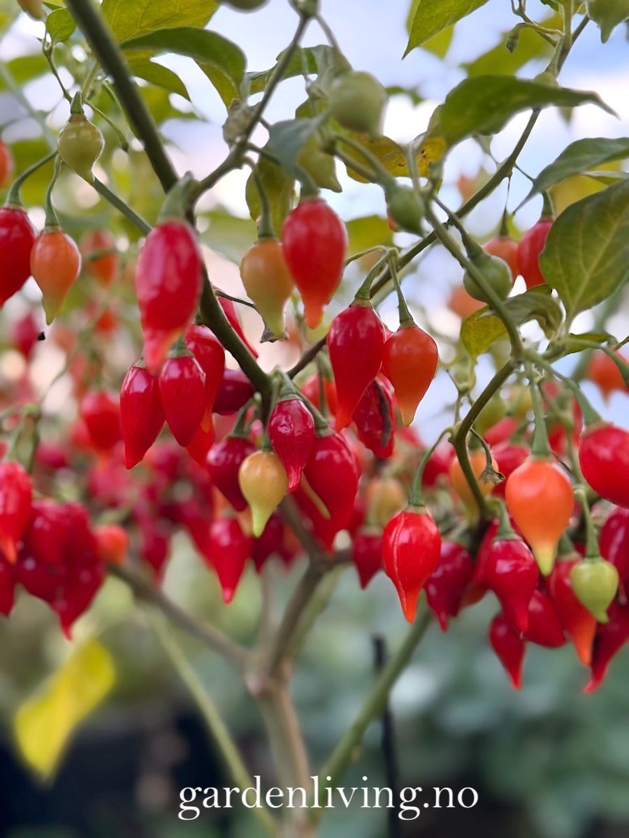 Chilipepper 'Biquinho Red' - Capsicum annuum