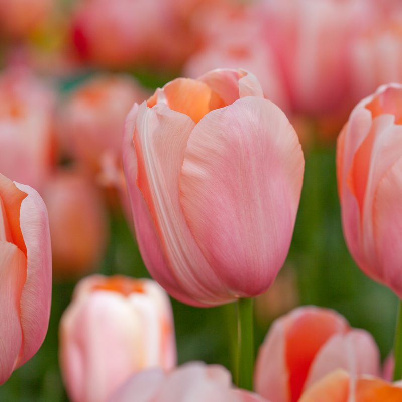 Tulipan 'Menton' - enkel, sen,  7 stk
