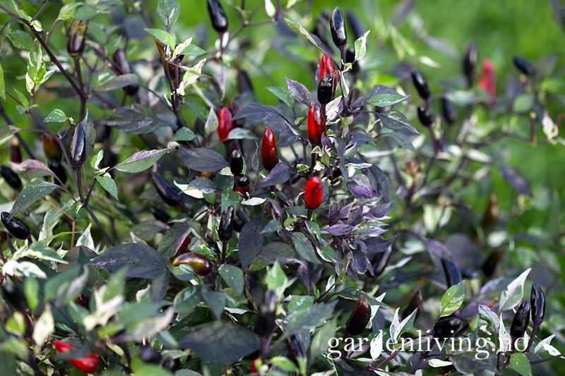 Chilipepper 'Calico' - Capsicum annuum