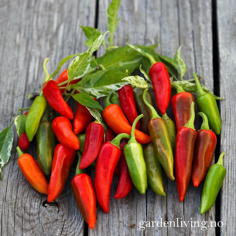 Chilipepper 'Fish Pepper' - Capsicum annuum 