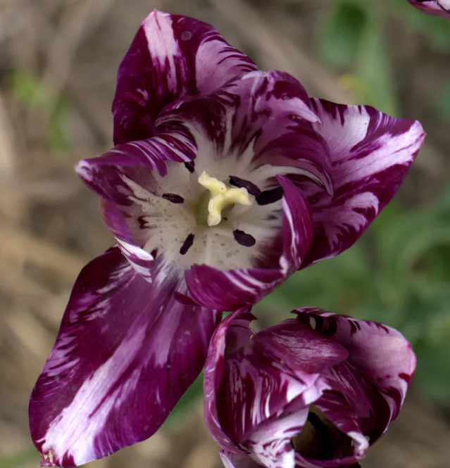 Hovedbilde Historisk tulipan 'Gipsy Girl Broken - Tulipa - 1 stk