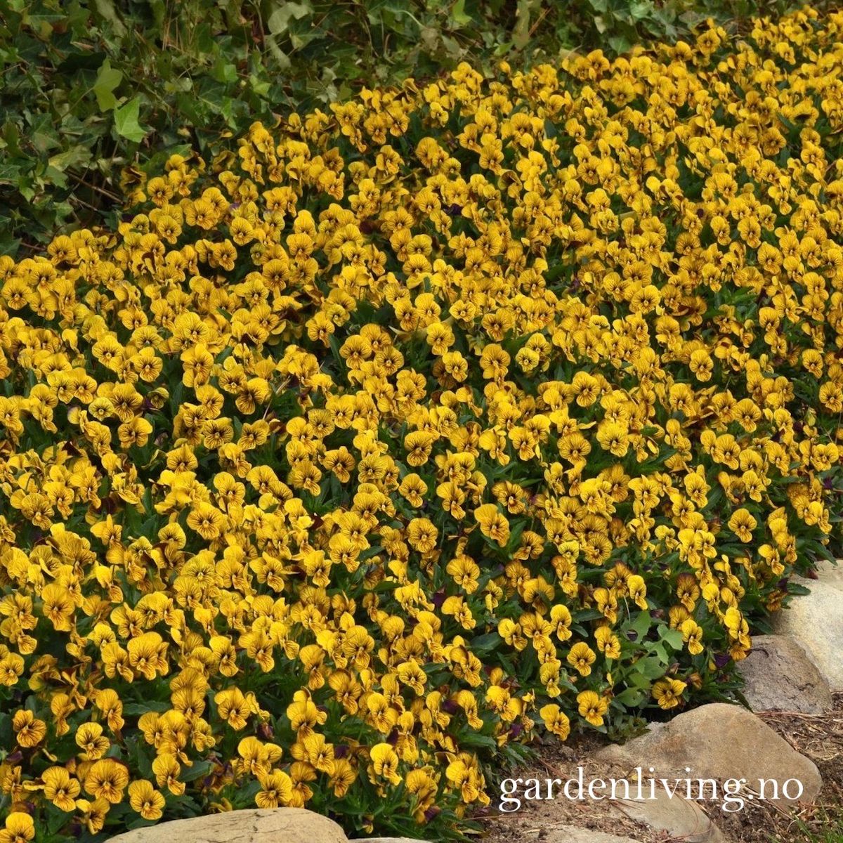 Stemorsblomst 'Sorbet Tiger Eye', småbl.  - Viola x williamsii