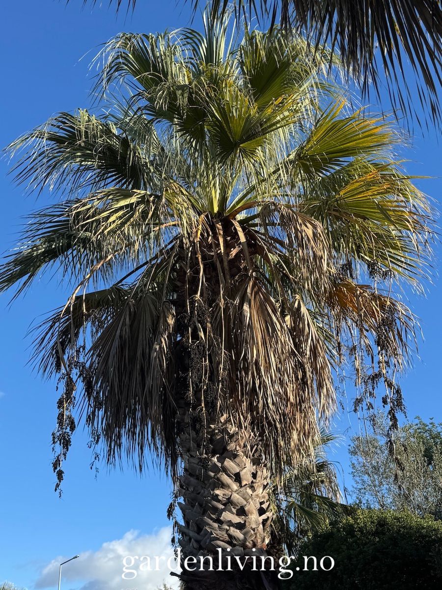 California viftepalme - Washingtonia filifera