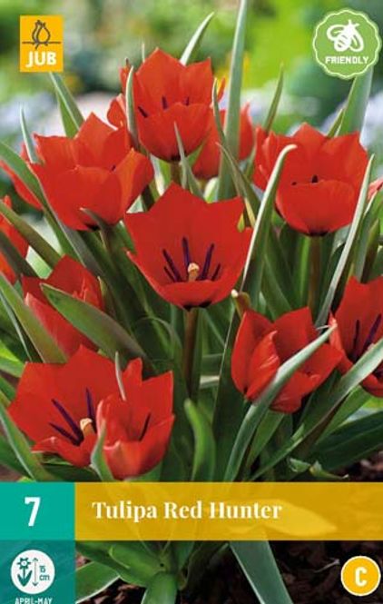 Hovedbilde Lintulipan ' Red Hunter' - Tulipa linifolia - 7 stk