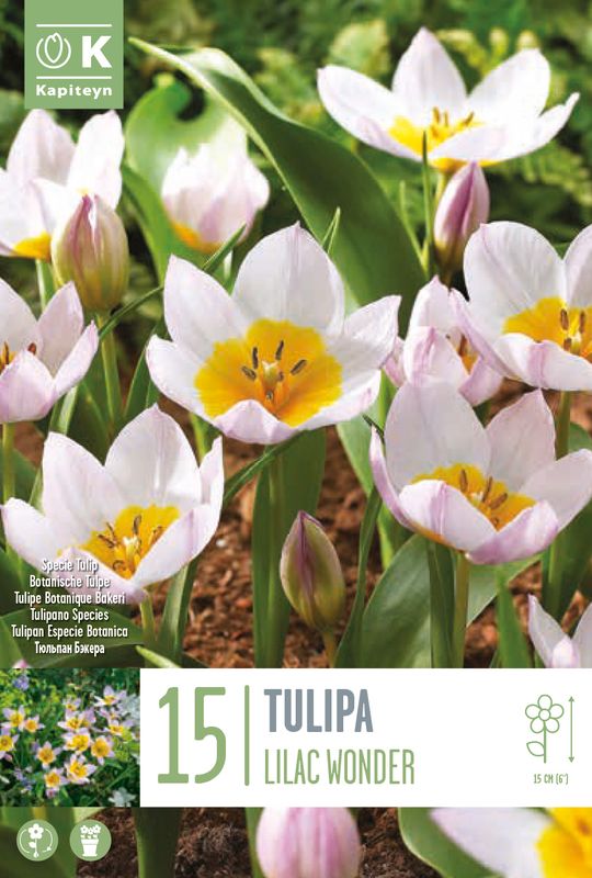 Tulipa saxatilis subsp. bakeri 'Lilac Wonder' - 15 stk