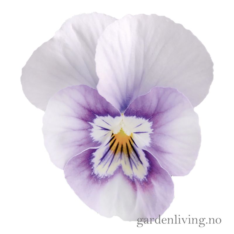 Stemorsblomst 'Sorbet XP Pink Halo', småbl.  - Viola x williamsii