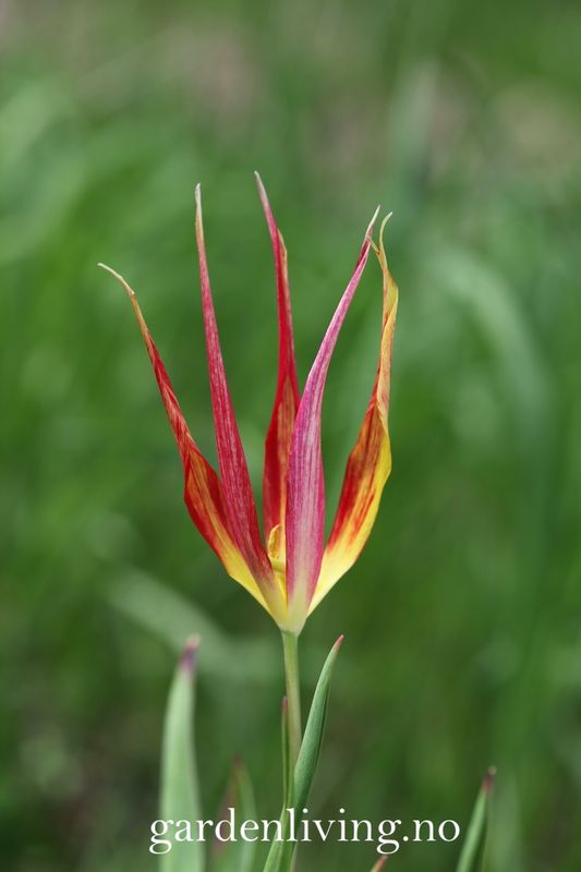 Tulipa acuminata - 1 stk 