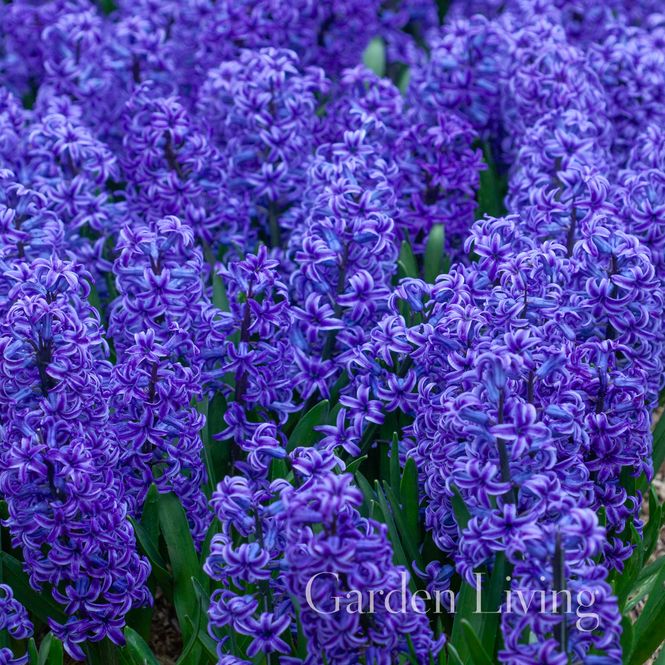 Hovedbilde Svibel 'Blue Jacket' - Hyacinthus - 5 stk