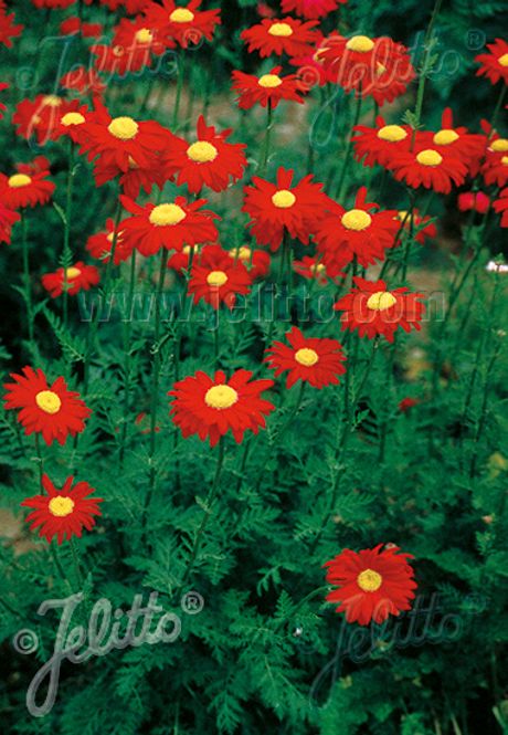 Hovedbilde Rosekrage 'Robinson's Red' - Tanacetum coccineum 