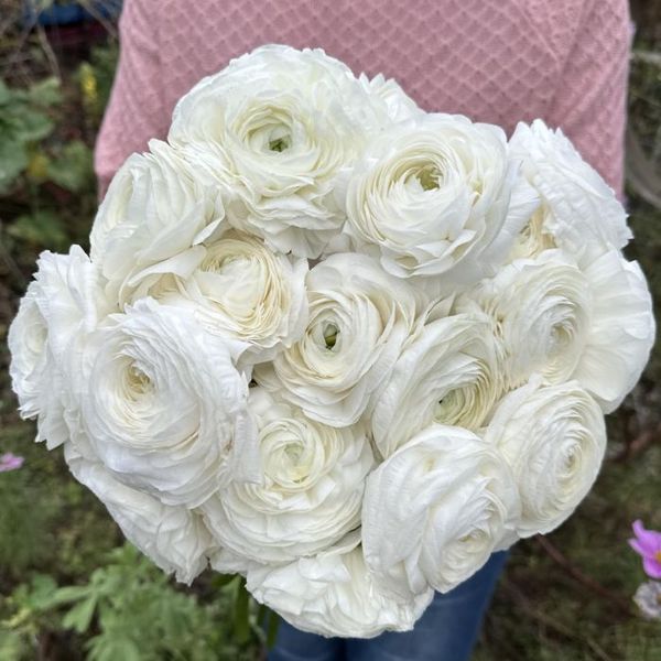Hovedbilde Ranunkel 'Elegance®  Bianco' - Ranunculus, 7 stk.