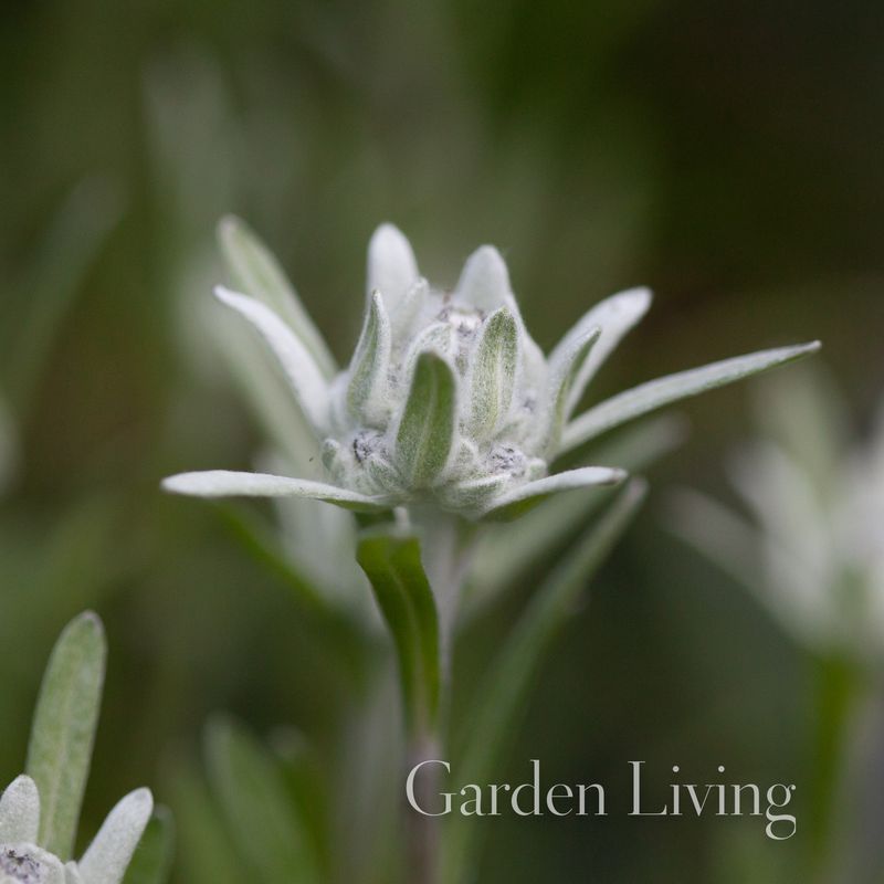 Edelweiss - Leontopodium alpinum