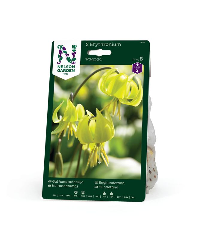 Hundetann ’Pagoda’ - Erythronium - 3 stk