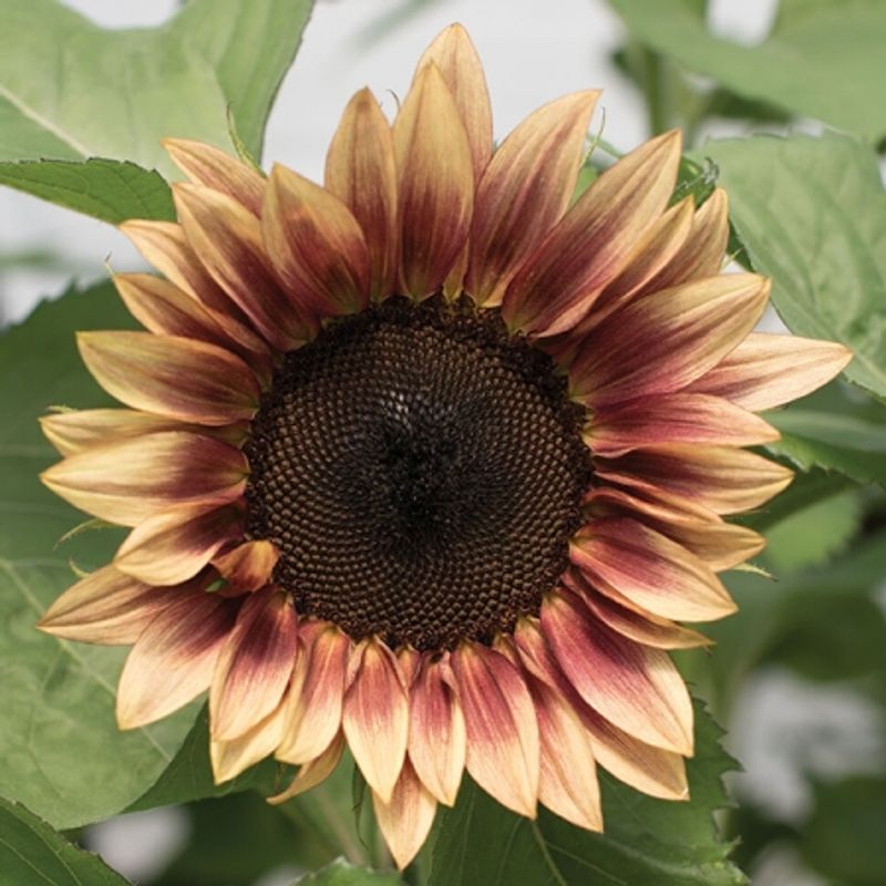 Solsikke 'Pro Cut Plum' - Helianthus annuus