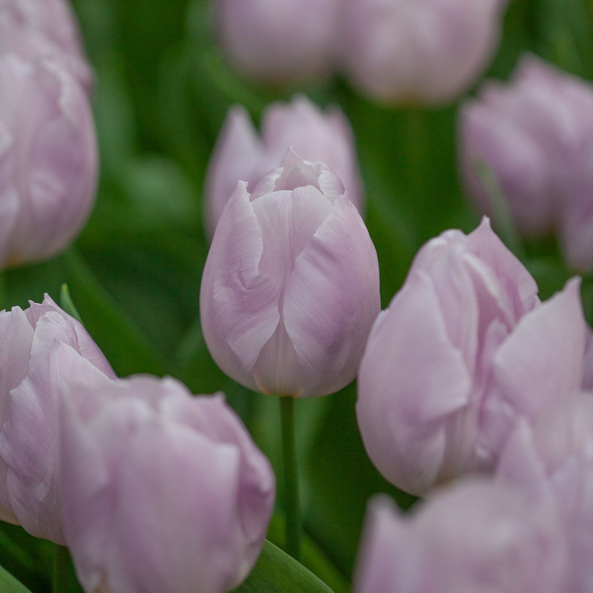 Tulipan 'Candy Prince', Tidlig enkel - 7 stk