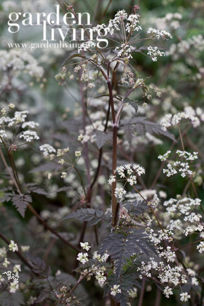 Hundekjeks 'Ravenswing' - Anthriscus sylvestris 