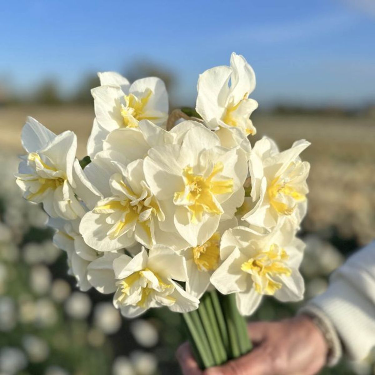 Påskelilje 'Lemon Beauty' - 10 stk