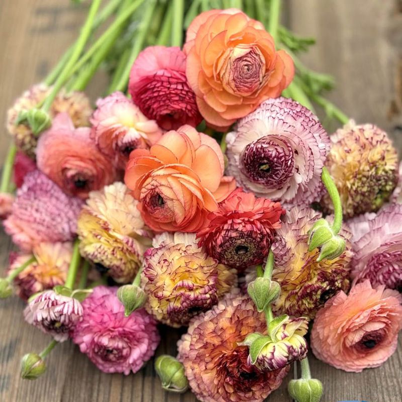 Ranunkel 'Elegance® Pastello Striato mix' - Ranunculus, 7 stk.