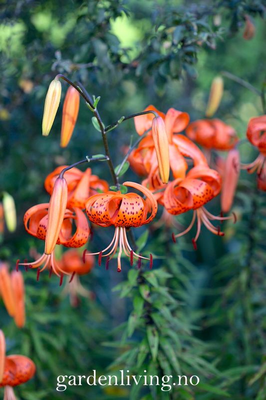 Tigerlilje - Lilium lancifolium - 2 stk