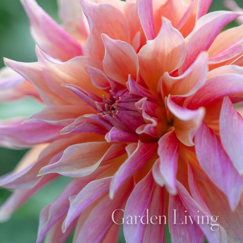 Georgine 'Labyrinth' - Dahlia x cultorum, 1 stk.